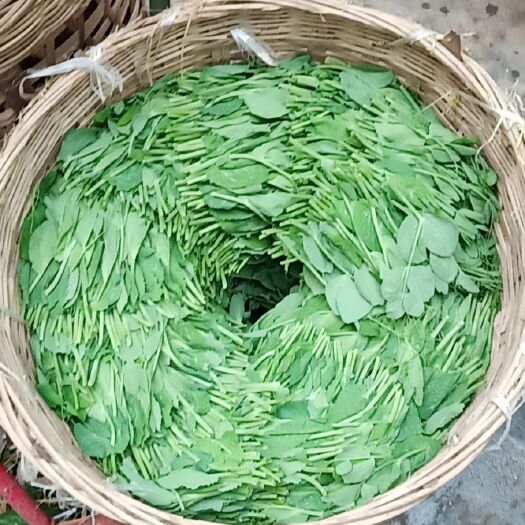 自贡豌豆苗