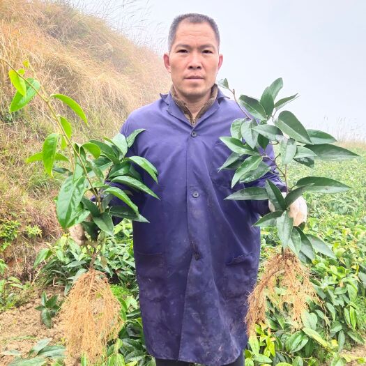 通道县粉红黑老虎苗  黑老虎布福娜不盖遮阳网，抗寒抗晒种植易活