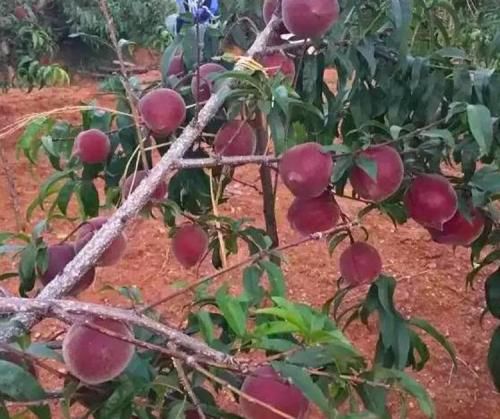  桃树苗黑桃王桃树苗 基地直销 包成活 南北方都可以种植纯度