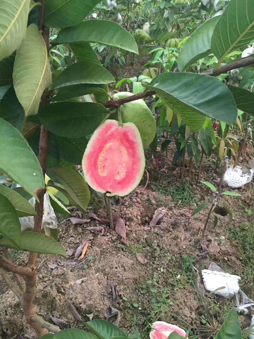 红心芭乐番石榴苗 果园种植农场