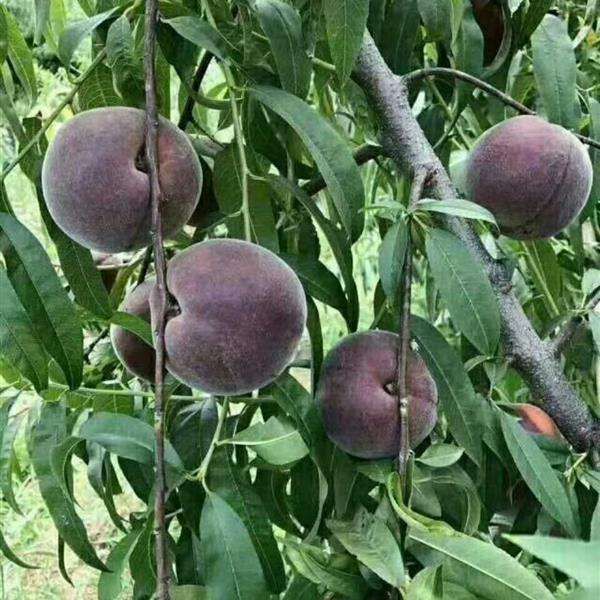  桃树苗黑桃王桃树苗 基地直销 包成活 南北方都可以种植纯度