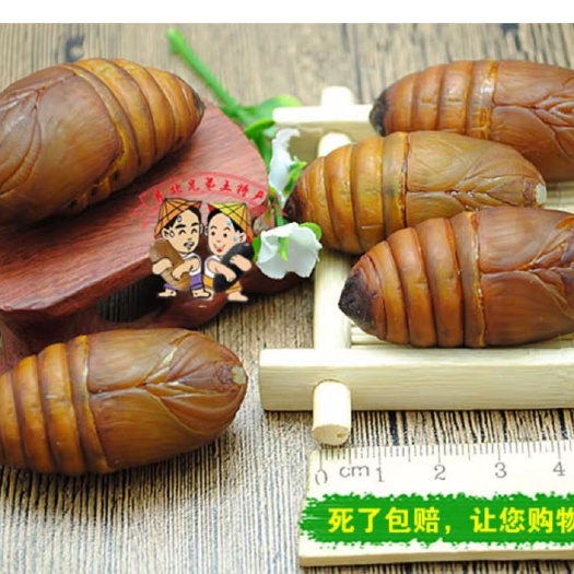 凤城市 东北土特产蚕蛹