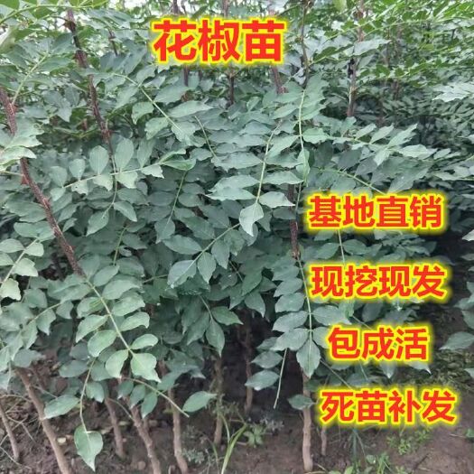 平邑县大红袍花椒苗  花椒苗 花椒树苗 基地直销现挖现发保湿发货包品种包邮包运费
