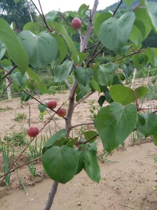 沙金红杏树苗 沙金红红杏 耐寒耐旱 包成活 基地直销 死苗折苗免费补发