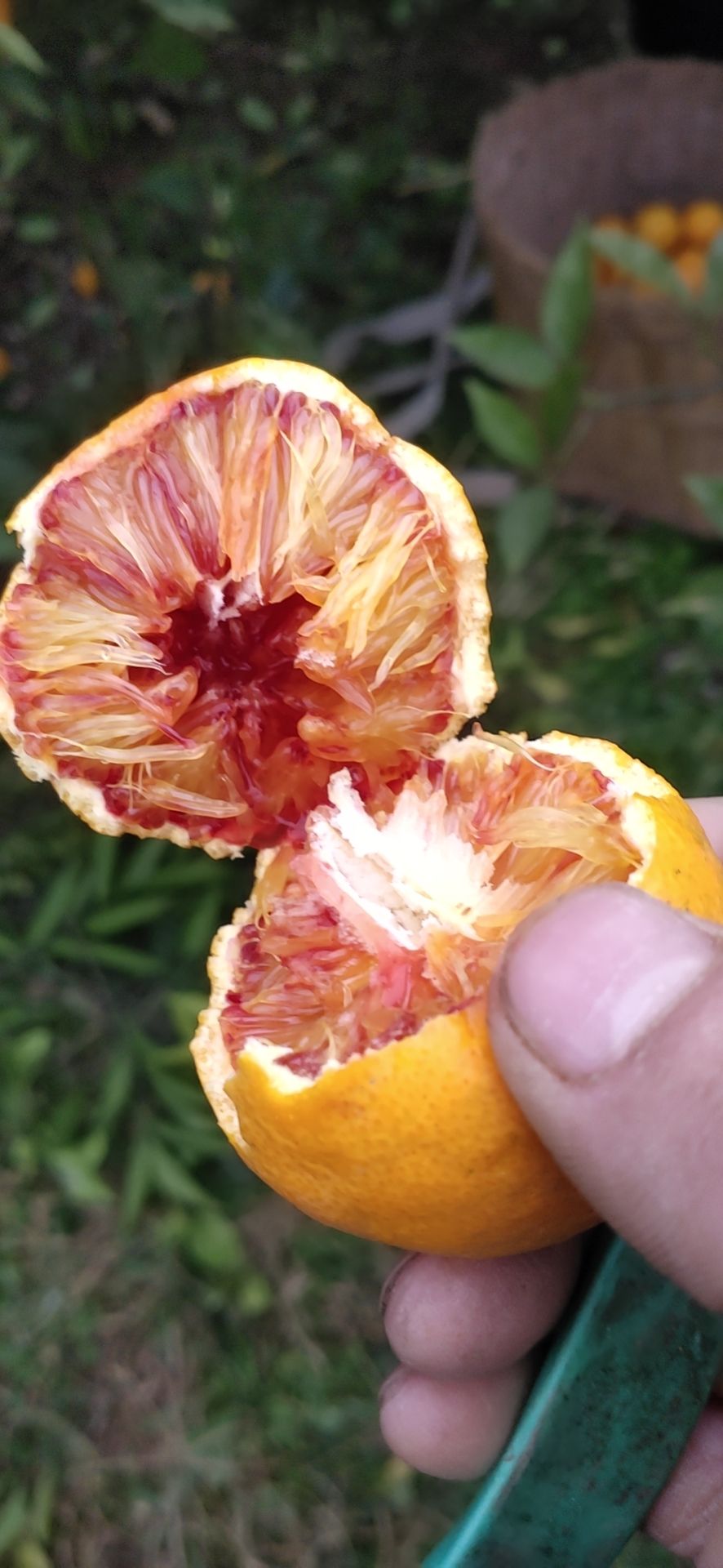 [血橙批发] 自家血橙不打蜡价格4.5元\/斤 9斤