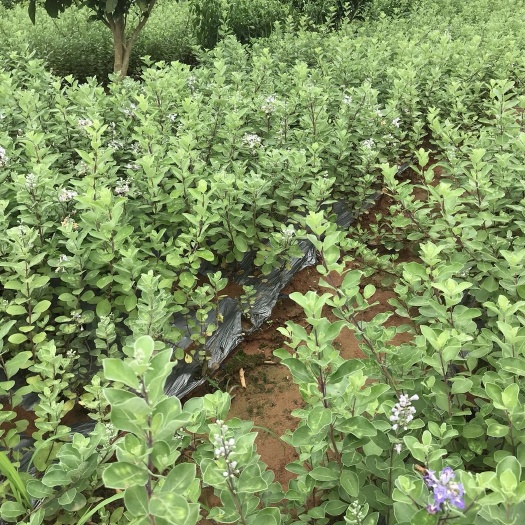 樟树市蔓荆子苗 货好，含单量高，基地直供，买了不后悔