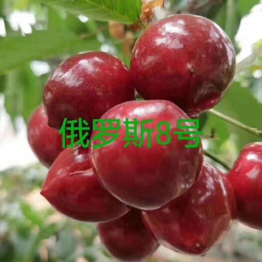 营口 俄罗斯八号樱桃苗，抗寒，丰产，适合南北方栽种