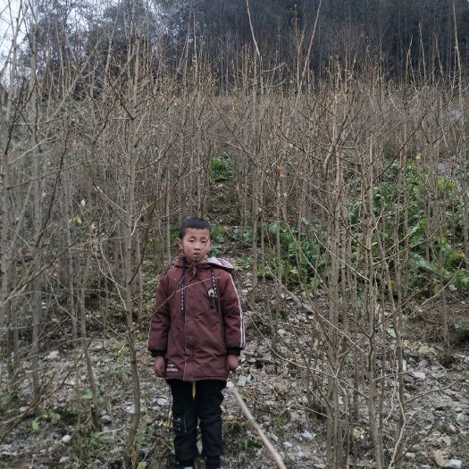 北川县 批发银杏树苗，量大从优