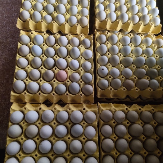 东台市绿壳蛋  精品绿壳，无水碧，漂亮，无水碧，味道鲜美，嫩艳！