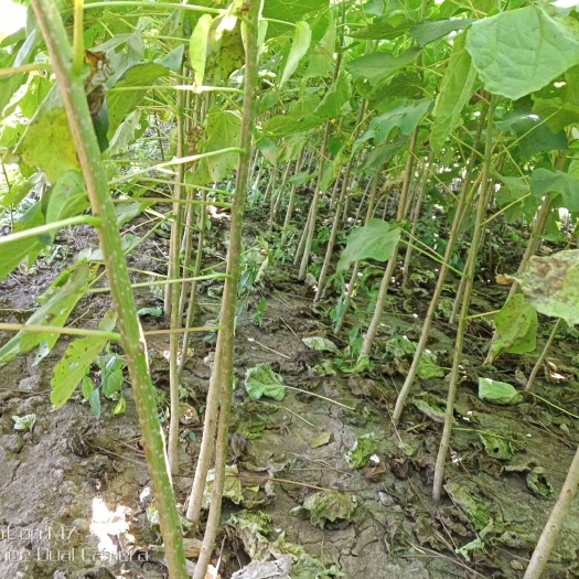 郸城县楸树苗 梓树苗