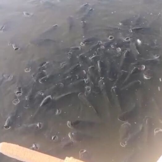 都昌县 大量草鱼待售