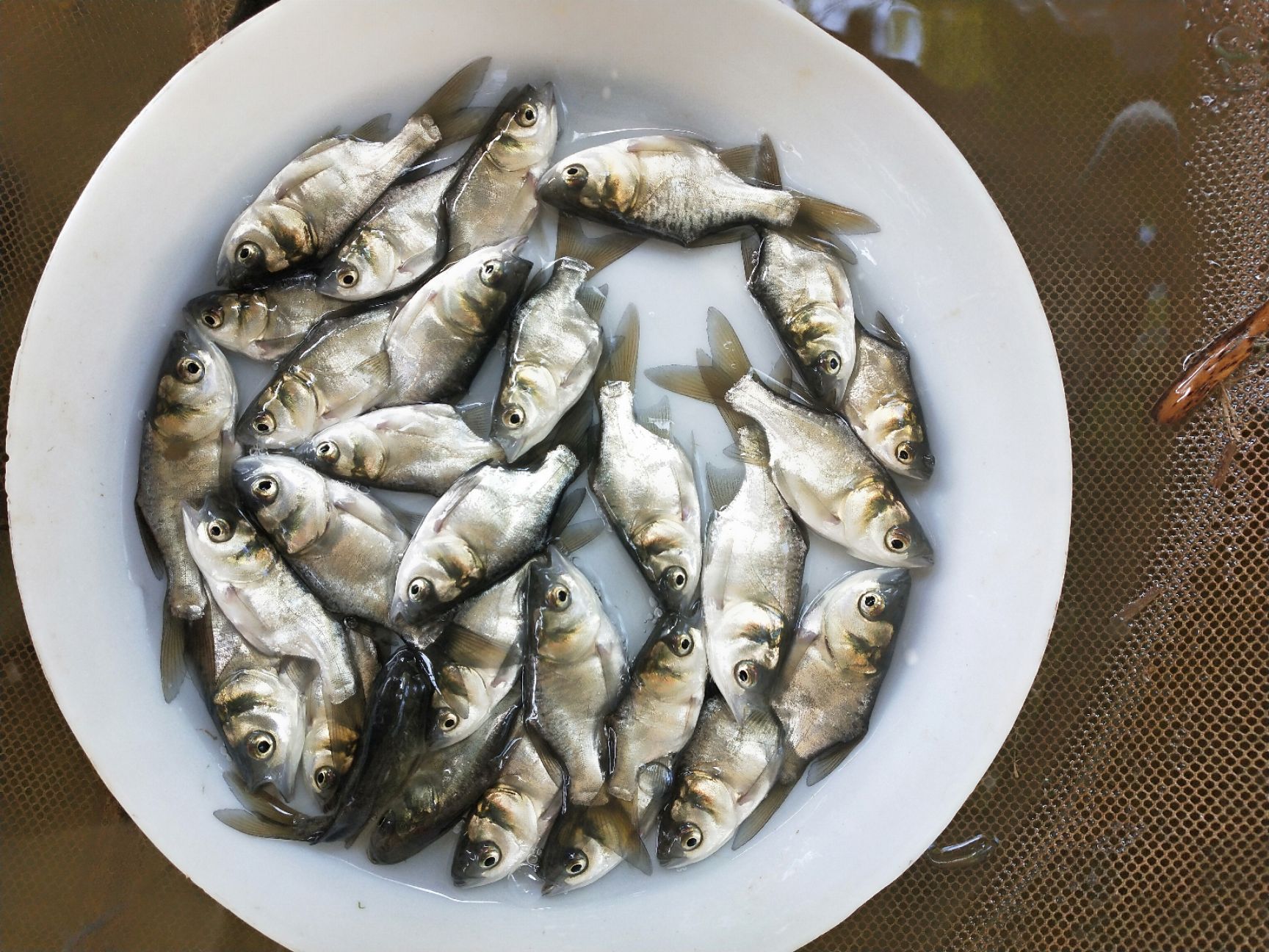 缩骨鳙鱼苗