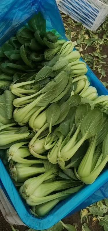 莱西市北方小油菜 2~3两