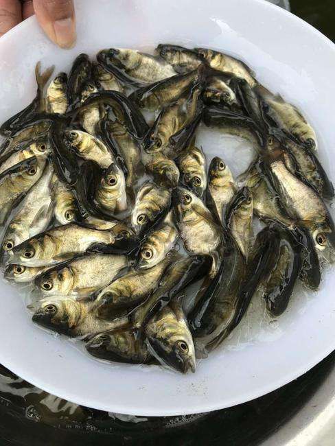 缩骨大头鱼苗 统货