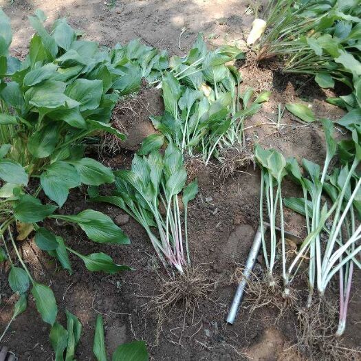 定州市玉簪花 紫玉簪：绿化工程苗木草花地被苗木