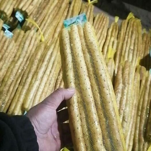 蠡县 又甜又好吃含糖量高的山药