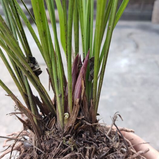 通江县 自己大山挖的豆瓣兰    豆瓣兰花瓣厚，深绿，花型不错  盆