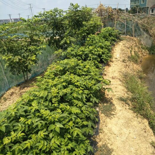 樟树市 吴茱萸苗