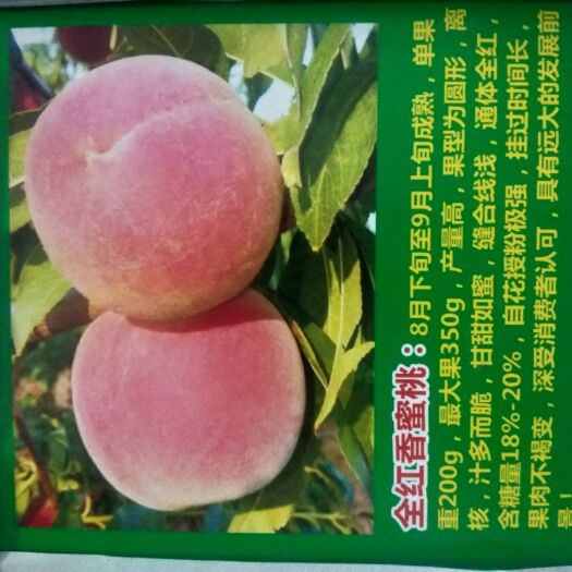 青州市嫁接桃树苗 全红香蜜桃