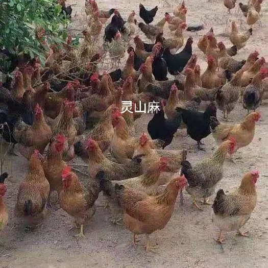 广州灵山土鸡 灵山麻