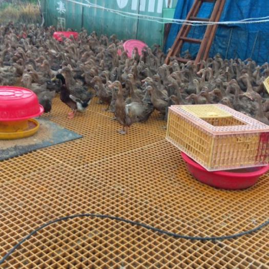 永嘉县青皮鸭蛋  自己鸭场几万只金定鸭，质量保证，以客户要求为上
