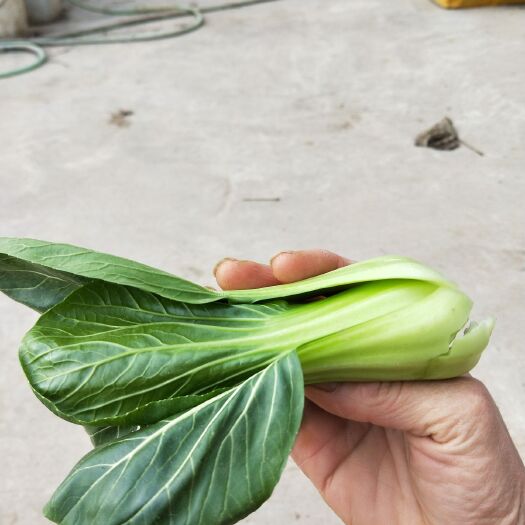  好品质好质量的上海青上市了