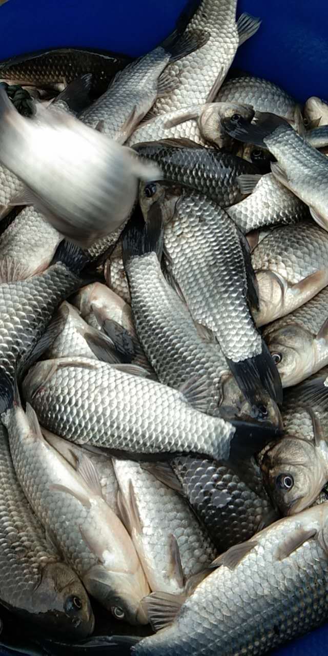  各类鱼苗，送货上门，品种优良，成活率高，保质保量