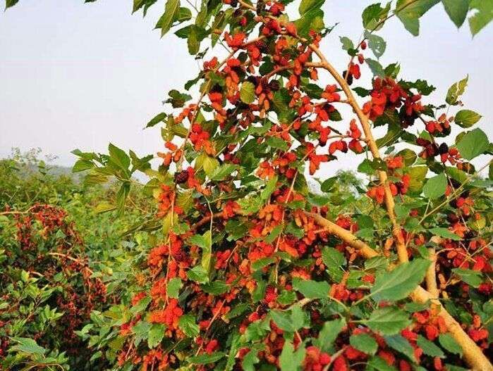 长果桑苗  桑葚苗新品种大型玫瑰果桑 桂花蜜白桑椹苗