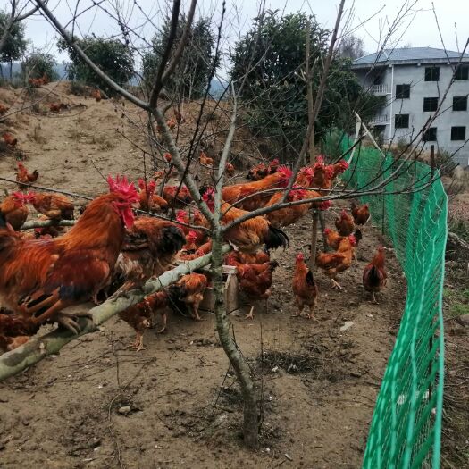 绥阳县 自养跑山土鸡