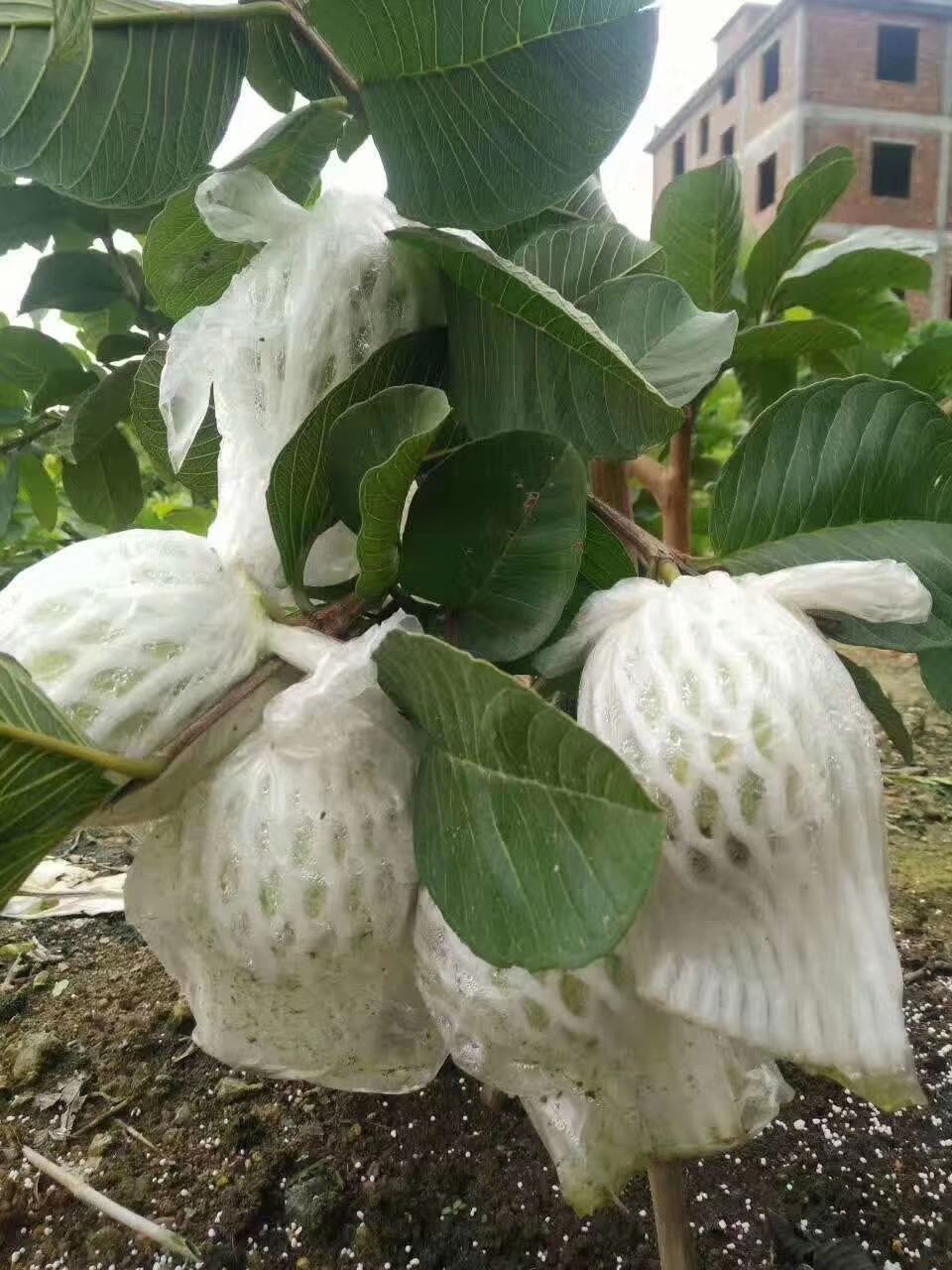 红心芭乐番石榴苗 果园种植农场