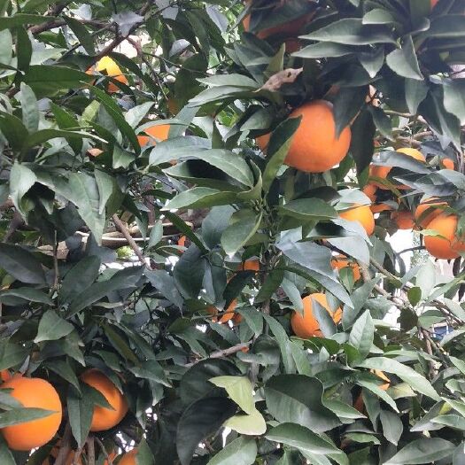 奉节 奉节脐橙、色泽鲜艳、味道香甜