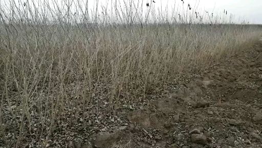 长果桑苗  桑葚苗新品种大型玫瑰果桑 桂花蜜白桑椹苗