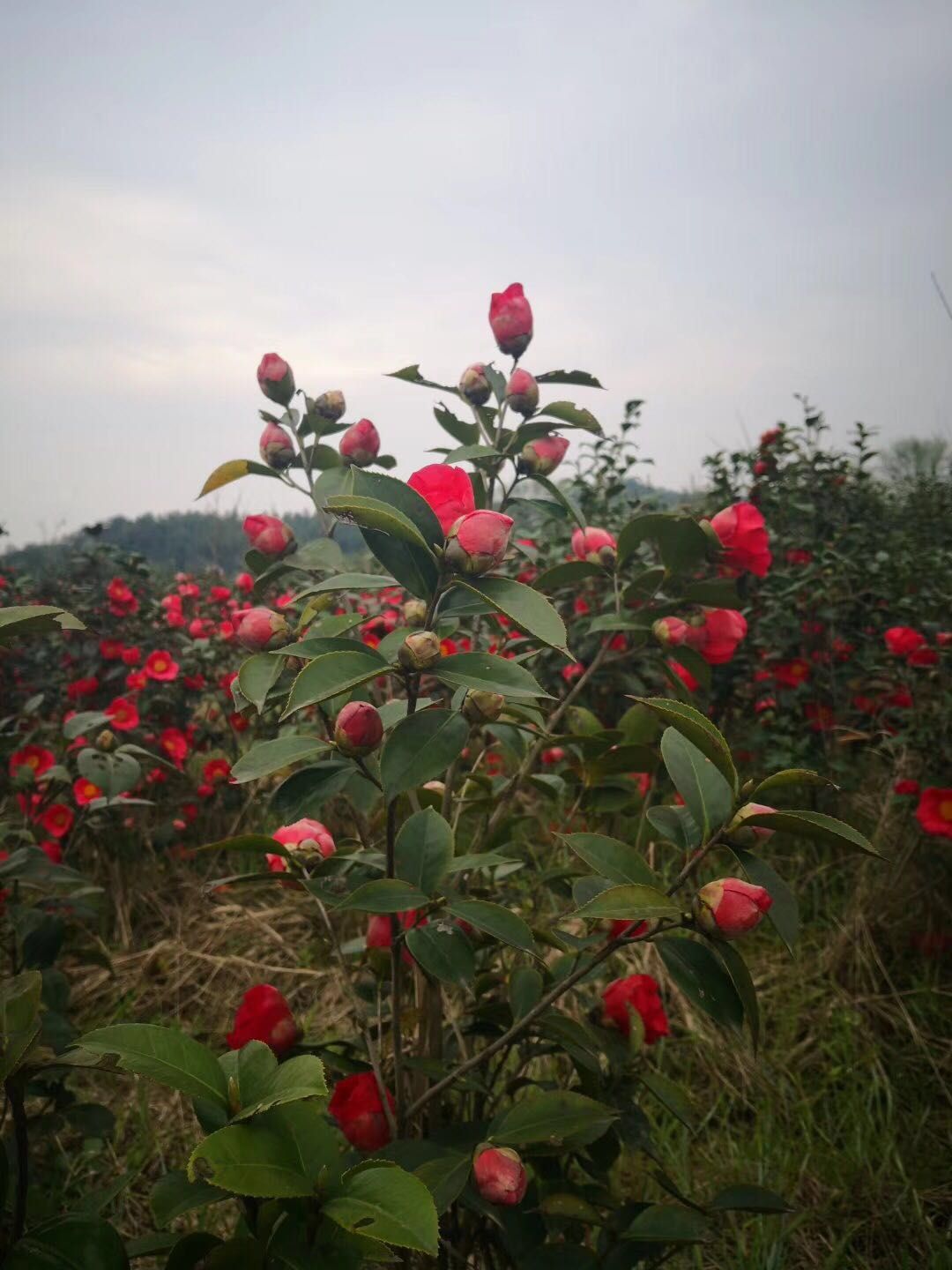 茶花树  茶花七星茶花