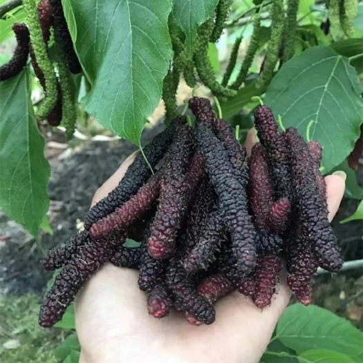 灵山县 长果桑苗 欢迎大量采购 优惠多多 包邮