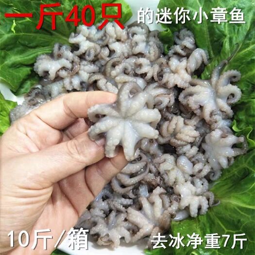 南京 新鲜迷你八爪鱼海鲜冷冻小章鱼小八抓鱼10斤优质火锅食材