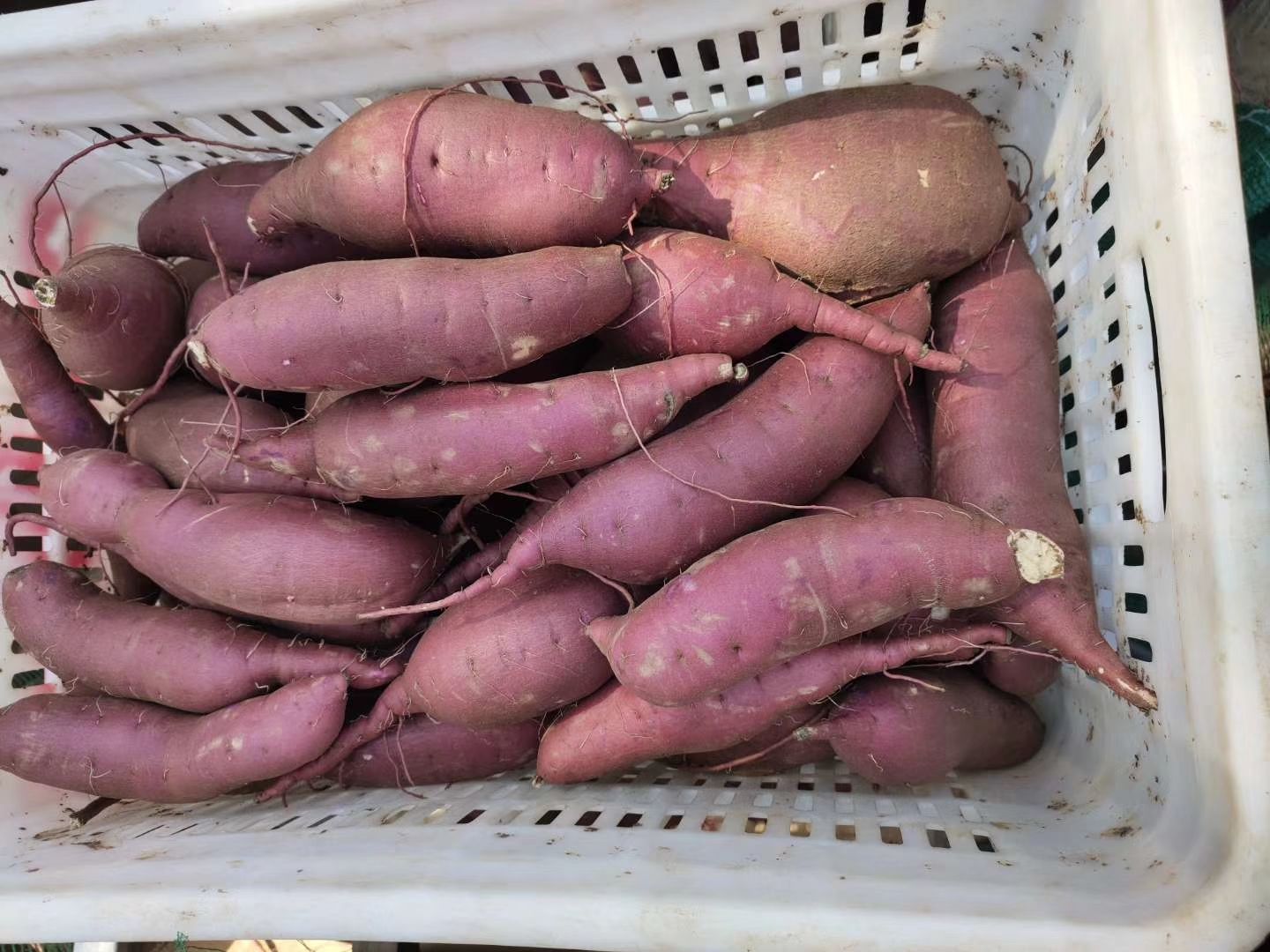 自家红薯，没有代收费。口感干面甜