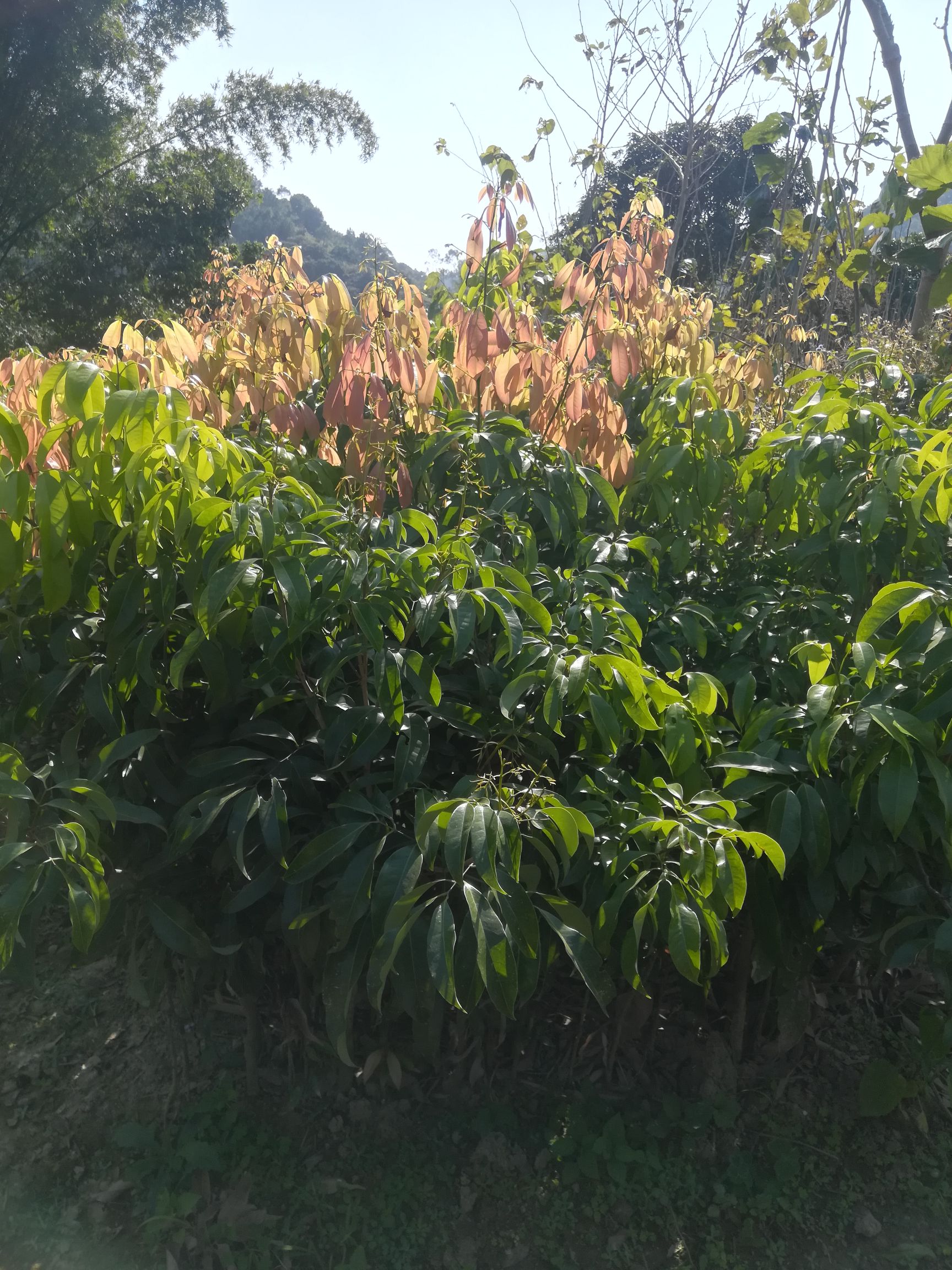 观音绿荔枝苗  ［热卖中]观音绿，仙进奉荔枝苗，种植第