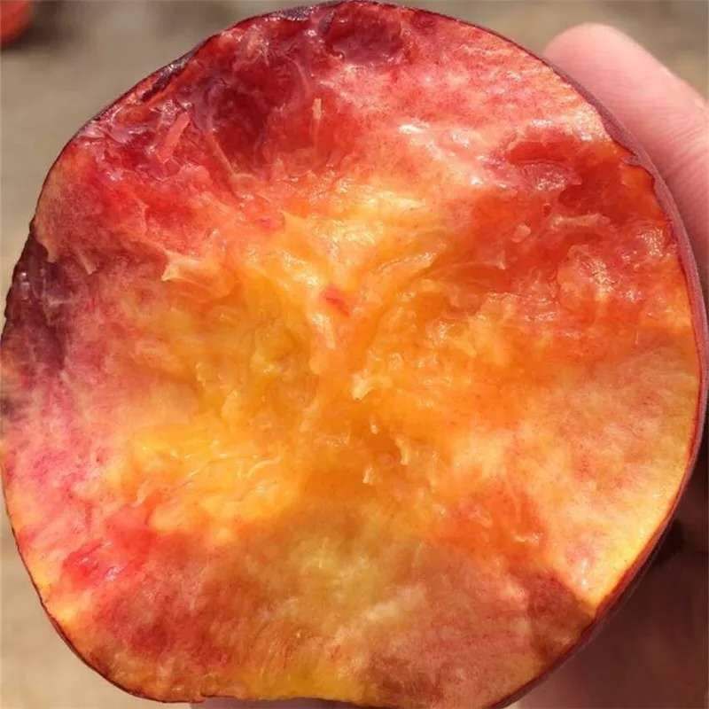  桃树苗黑桃王桃树苗 基地直销 包成活 南北方都可以种植纯度