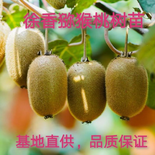 平邑县徐香猕猴桃苗 徐香猕猴桃树苗，坐果率高，丰产，9月份成熟