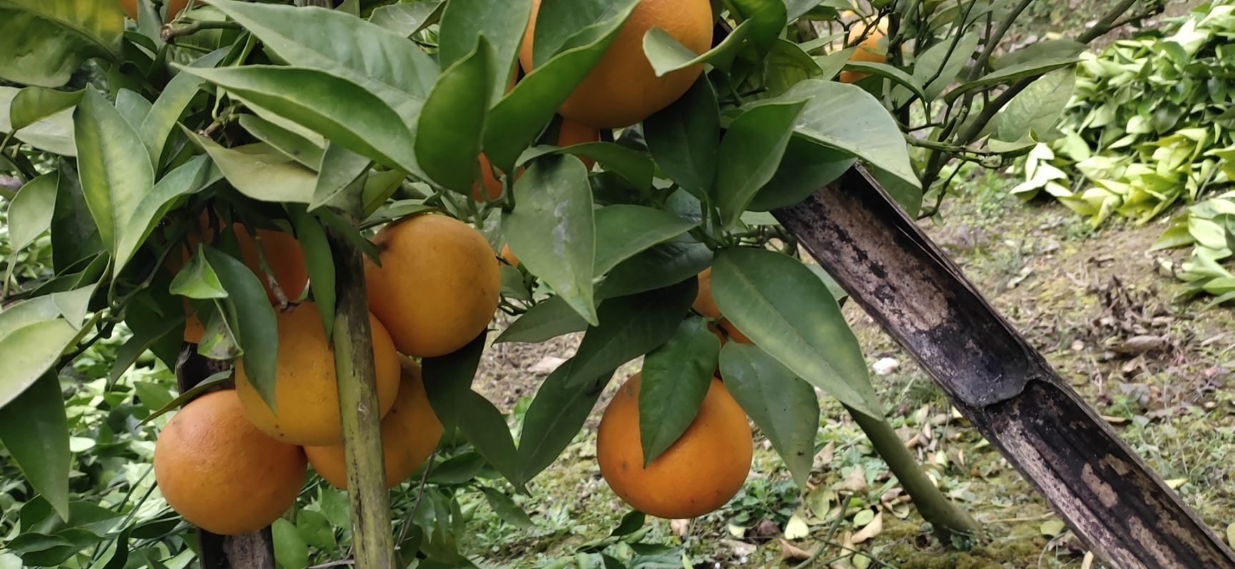 [血橙批发] 自家血橙不打蜡价格4.5元\/斤 9斤