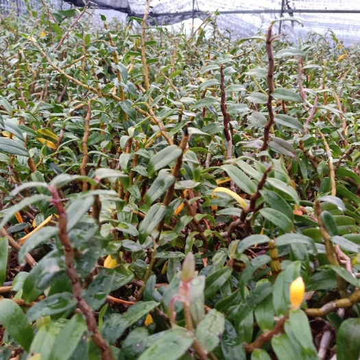 屏边县 铁皮石斛鲜条：基地自产自销，价格美丽，品质保证，春节送礼