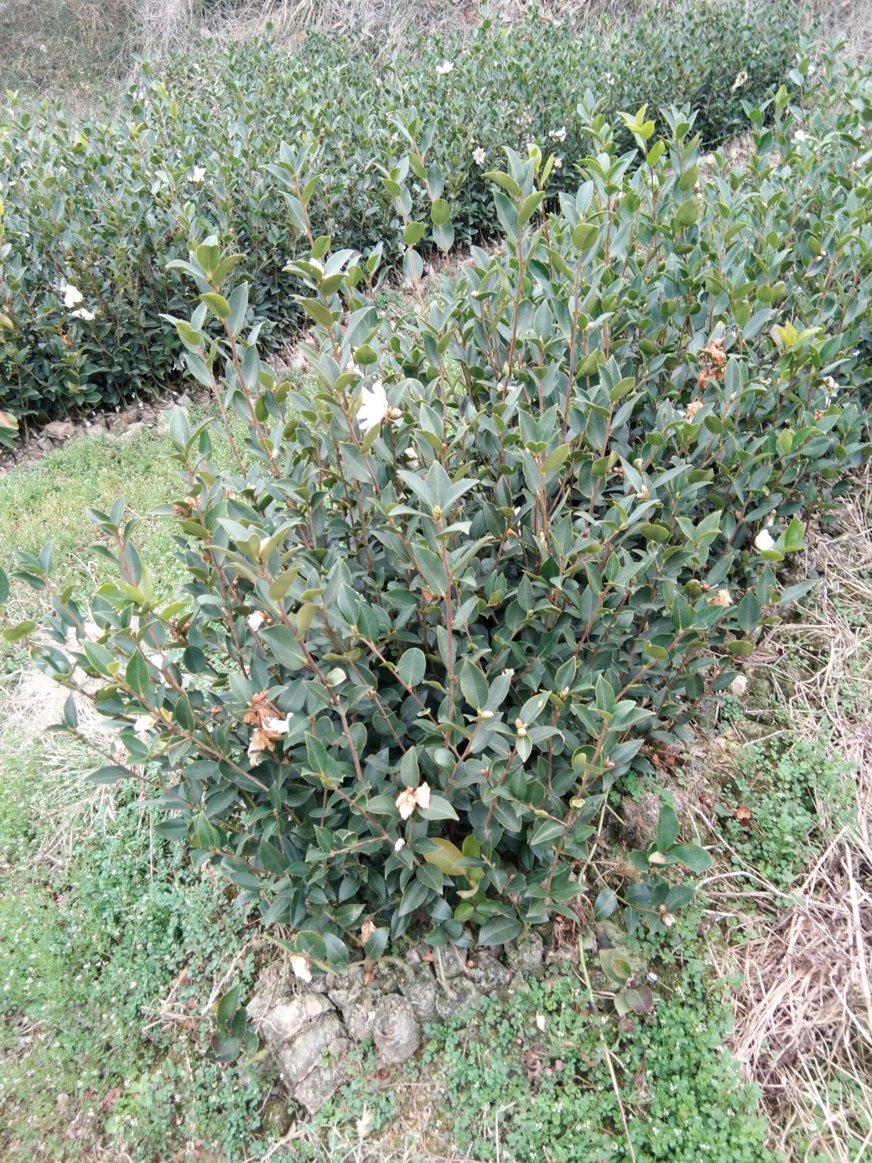 油茶树苗  早结果   病害少    耐寒