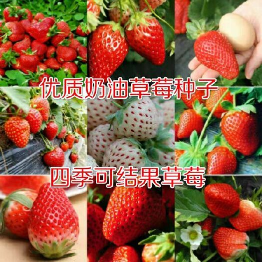 沭阳县 草莓种子 食用奶油大草莓种籽四季种植室内阳台盆栽水果农家