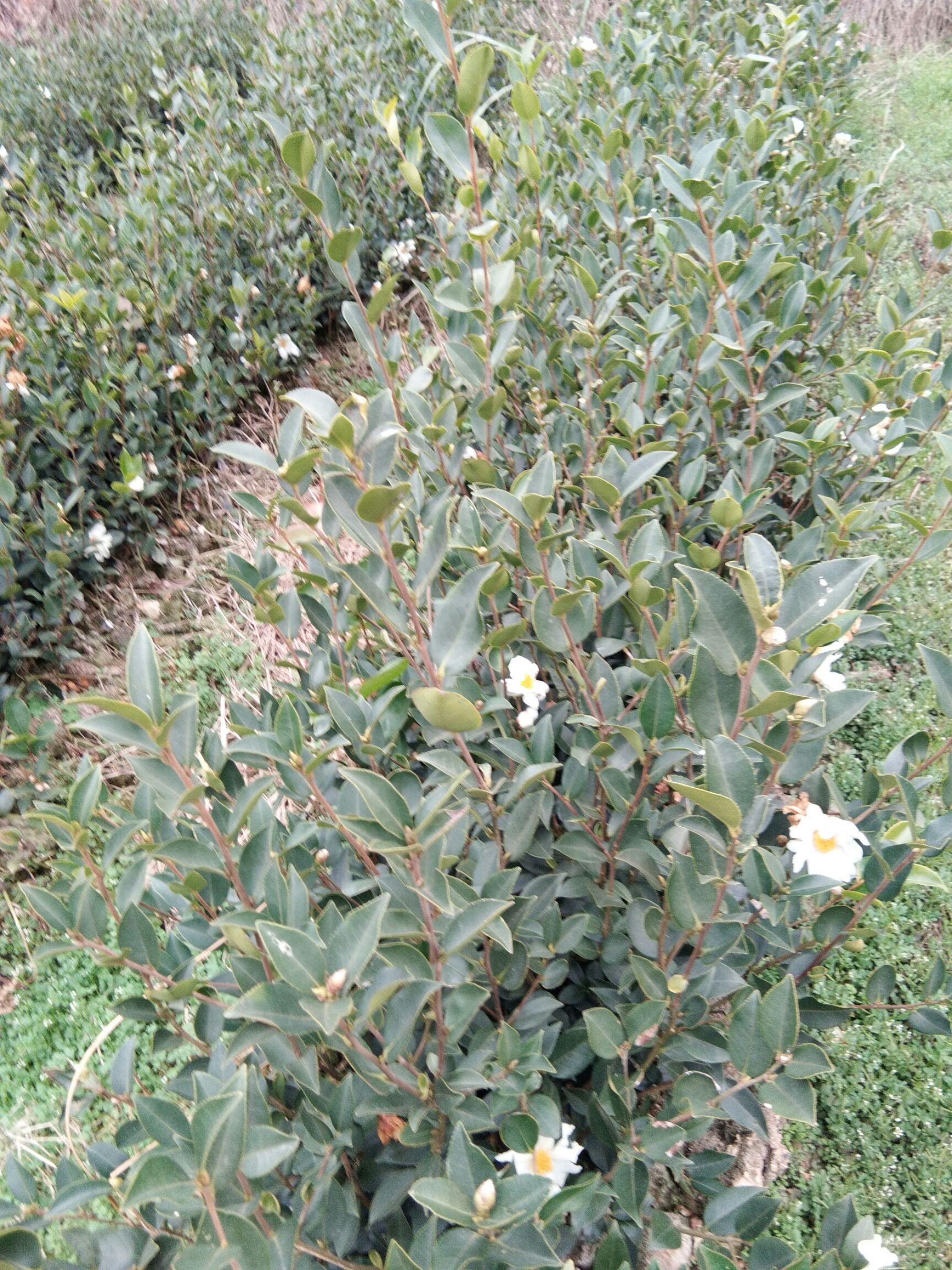 油茶树苗  早结果   病害少    耐寒