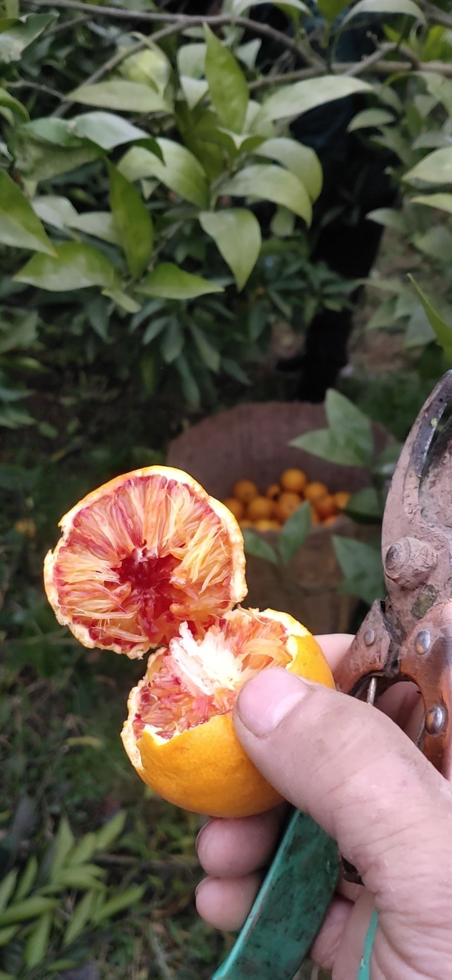 [血橙批发] 自家血橙不打蜡价格4.5元\/斤 9斤