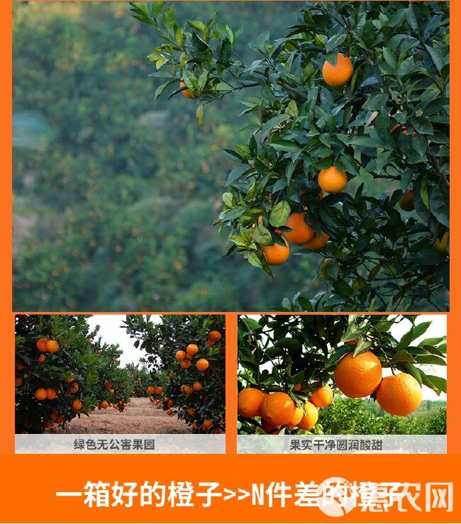 【一件代发】赣州赣南脐橙水果新鲜当季整箱10斤大果江西手剥橙