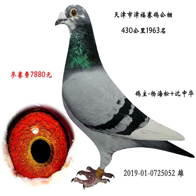 赛鸽  成绩鸽名家鸽信鸽血统鸽公棚鸽子幼鸽卡普鸽子