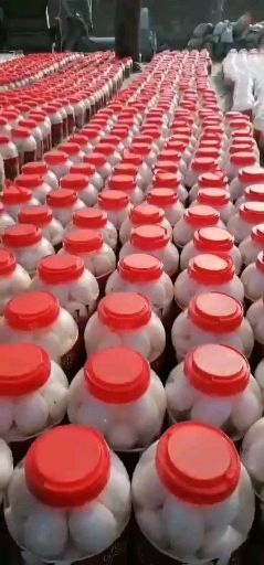 肥城市咸鹅蛋  好吃不贵的大鹅蛋全国发货质优价廉，大桶蛋随时有货