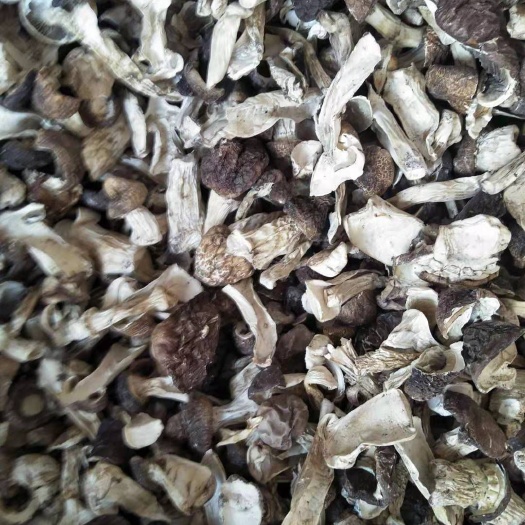 科右中旗大球盖菇菌种 绿色草原小蘑菇干
