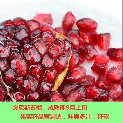 平邑县突尼斯软籽石榴树苗  大红袍甜石榴树苗大红袍石榴苗基地直销品种纯正现挖现发包邮
